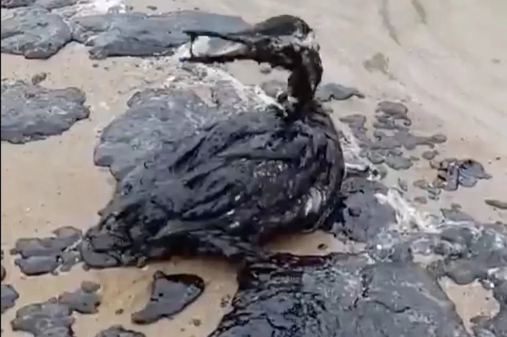 Птица, измазанная в мазуте под Анапой