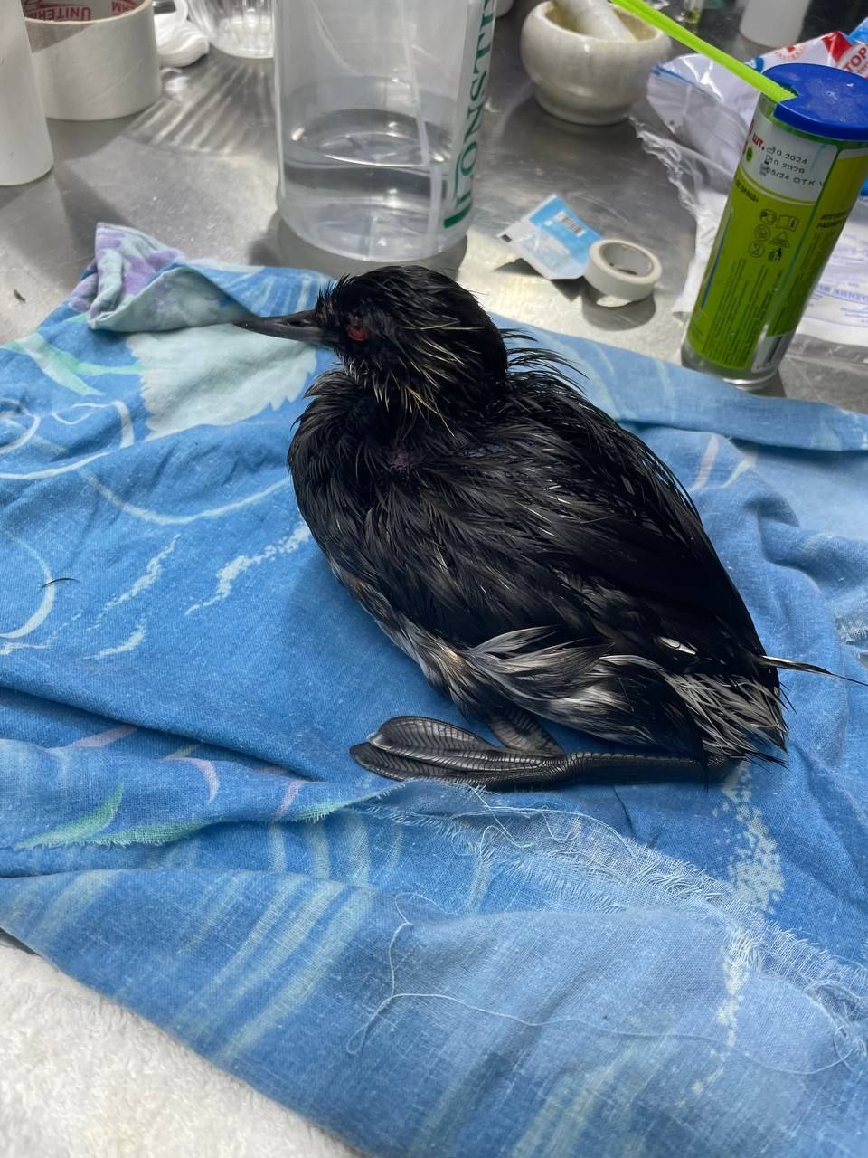 В Краснодарском крае обнаружили новые выбросы нефтепродуктов